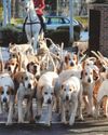 Boxing Day hunts vow to fight plans for a trail ban6