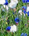 Fast flowers for summer46