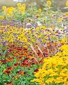 How to plant up a rainbow How to plant up a rainbow21