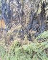 Man's plea to parents after trees and fencing torched6