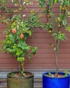 Small spaces can bear fruit49