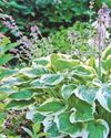 Why hostas receive a royal seal of approval31
