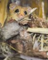 Dormice making a return to the forest24