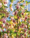 Currant affairs Currant affairs