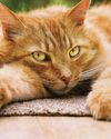 How can we spot cat flu? How can we spot cat flu?