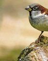 Annual RSPB campaign attracts more than 11,000 volunteers from county to watch the birdies Annual RSPB campaign attracts more than 11,000 volunteers from county to watch the birdies