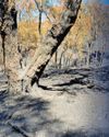 'Impact of these wildfires can be truly devastating' 'Impact of these wildfires can be truly devastating'