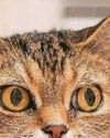 A crusty cat cancer cure! A crusty cat cancer cure!