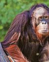 Zoo's £18m boost for endangered animals Zoo's £18m boost for endangered animals2