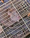 'Use of social media has changed the landscape of abuse, with videos of animal cruelty shared for likes'6