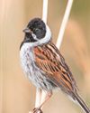 SEED SPIKES RIPPED OPEN SHOW A HEALTHY BUNTING POPULATION18