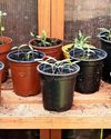 Burton Mail