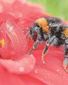 Why you should not make bumblebees in your garden buzz off Why you should not make bumblebees in your garden buzz off5