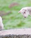 Climate change is putting lamb price 'through the roof' Climate change is putting lamb price 'through the roof'7