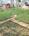 Drought-tolerant rice developed as climate change hitting yields Drought-tolerant rice developed as climate change hitting yields6