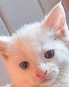 Kitten swung round in a bag Kitten swung round in a bag1