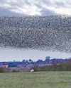 Where have all of our starlings gone? Where have all of our starlings gone?