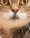 A crusty cat cancer cure A crusty cat cancer cure