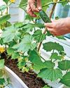 PAT'S THE WAY TO GROW YOUR OWN PAT'S THE WAY TO GROW YOUR OWN