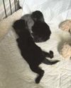 Rescuer shocked as newborn kittens dumped in garden2