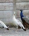 Feathers ruffled by invasion of the peacocks7