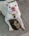 Owner avoids prison term after bulldog found in terrible condition19