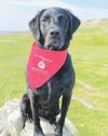 Could your dog become a blood donor like Tilly to help fellow pets in need?6