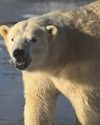 Peak Wildlife Park launches Christmas markets for festive family fun20
