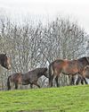 Herd of Exmoor ponies make their home in South Derbyshire in a bid to boost biodiversity of landscape14
