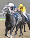 Tyrrhenian Sea can regain Quebec crown at Lingfield39