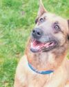 Dog rescued from filthy kennel is getting bark to her best, but needs a new home Dog rescued from filthy kennel is getting bark to her best, but needs a new home15