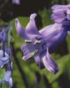 Our bluebells stem from Britain and Spain... but how do we know the difference? Our bluebells stem from Britain and Spain... but how do we know the difference?25