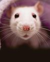 Old rat's red tears fears25