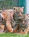 EASY, TIGERS!1