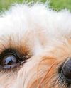 Dog's skin cancer fear Dog's skin cancer fear14