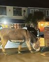 Runaway donkey tracked down with his favourite snack10