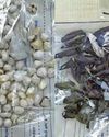 Heroin and crack cocaine netted during 'cuckoo' raid11