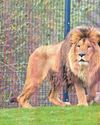 Rescued Ukrainian lions take first steps on grass at new UK sanctuary5