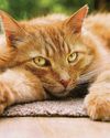 How can we spot cat flu? How can we spot cat flu?21