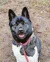 GIVE A DOG A HOME! GIVE A DOG A HOME!