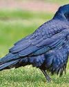 ROOK-IE MISTAKE ROOK-IE MISTAKE