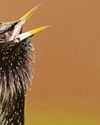 RSPB in rallying call to help save the UK's starlings RSPB in rallying call to help save the UK's starlings