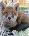 Rescuers save fox cub whose head got stuck in a wheel Rescuers save fox cub whose head got stuck in a wheel