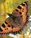 'Don't mow lawn' plea with butterfly numbers plunging 'Don't mow lawn' plea with butterfly numbers plunging