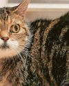 A crusty cat cancer cure A crusty cat cancer cure