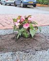 Bizzie Lizzy road plant puts hole lot of smiles on faces Bizzie Lizzy road plant puts hole lot of smiles on faces