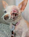 Couple's dogs died after being struck Couple's dogs died after being struck