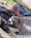Wolverine kits meet the great outdoors15