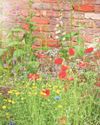 Gardeners urged to join no-mow May Gardeners urged to join no-mow May