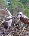 Ospreys lay first egg of the year Ospreys lay first egg of the year